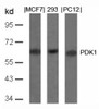 Western blot analysis of lysed extracts from MCF, 293 and PC12 cells using PDK1 (Ab-241) .