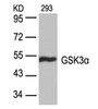 Western blot analysis of lysed extracts from 293 cells using GSK3&#945; (Ab-21) .