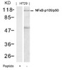 Western blot analysis of lysed extracts from HT29 cells using NF&#954;B-p105/p50 (Ab-337) .