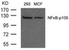 Western blot analysis of lysed extracts from 293 and MCF cells using NF&#954;B-p105/p50 (Ab-907) .