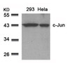 Western blot analysis of lysed extracts from 293 and HeLa cells using c-Jun (Ab-91) .