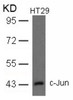 Western blot analysis of lysed extracts from HT29 cells using c-Jun (Ab-93) .