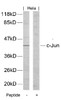 Western blot analysis of lysed extracts from HeLa cells using c-Jun (Ab-170) .