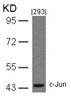Western blot analysis of lysed extracts from 293 cells using c-Jun (Ab-243) .