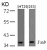 Western blot analysis of lysed extracts from HT29 and 293 cells using JunD (Ab-255) .