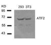 Western blot analysis of lysed extracts from 293 and 3T3 cells using ATF2 (Ab-62 or 44) .