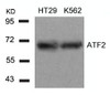 Western blot analysis of lysed extracts from HT29 and K562 cells using ATF2 (Ab-71 or 53) .