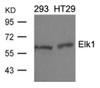 Western blot analysis of lysed extracts from 293 and HT29 cells using Elk1 (Ab-389) .