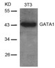 Western blot analysis of lysed extracts from 3T3 cells using GATA1 (Ab-142) .