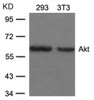 Western blot analysis of lysed extracts from 293 and 3T3 cells using Akt (Ab-473) .