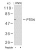 Western blot analysis of lysed extracts from HT29 cells using PTEN (Ab-380/382/383) .