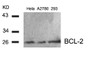 Western blot analysis of lysed extracts from HeLa, A2780 and 293 cells using BCL-2 (Ab-56) .