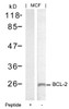 Western blot analysis of lysed extracts from MCF cells using BCL-2 (Ab-70) .