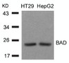 Western blot analysis of lysed extracts from HT29 and HepG2 cells using BAD (Ab-136) .