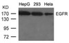 Western blot analysis of lysed extracts from HepG2, 293 and HeLa cells using EGFR (Ab-1092) .
