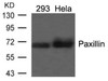 Western blot analysis of lysed extracts from 293 and HeLa cells using Paxillin (Ab-118) .