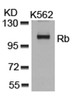 Western blot analysis of lysed extracts from K562 cells using Rb (Ab-807) .