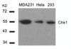 Western blot analysis of lysed extracts from MDA231, HeLa and 293 cells using Chk1 (Ab-317) .