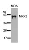 Western blot analysis of lysed extracts from MDA cells using MKK3 (Ab-189) .