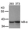 Western blot analysis of lysed extracts from 293 and 3T3 cells using I&#954;B-&#945; (Ab-32/36) .
