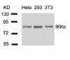 Western blot analysis of lysed extracts from HeLa, 293 and 3T3 cells using IKK &#945; (Ab-23) .