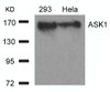 Western blot analysis of lysed extracts from 293 and HeLa cells using ASK1 (Ab-966) .