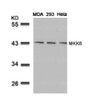 Western blot analysis of lysed extracts from MDA, 293 and HeLa cells using MKK6 (Ab-207) .