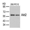 Western blot analysis of lysed extracts from 293 and PC12 cells using Akt2 (Ab-474) .