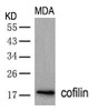 Western blot analysis of lysed extracts from MDA cells using cofilin (Ab-3) .