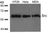 Western blot analysis of lysed extracts from HT29, HeLa and MDA cells using Src (Ab-529) .
