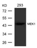 Western blot analysis of lysed extracts from 293 cells using MEK1 (Ab-221) .