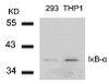 Western blot analysis of lysed extracts from 293 and THP1 cells using I&#954;B-&#945; (Ab-42) .