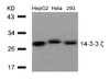 Western blot analysis of lysed extracts from HepG2, HeLa and 293 cells using 14-3-3 zeta (Ab-58) .