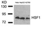 Western blot analysis of lysed extracts from HeLa, HepG2 and A2780 cells using HSF1 (Ab-307) .