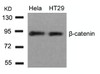 Western blot analysis of lysed extracts from HeLa and HT29 cells using &#946;-Catenin (Ab-33) .