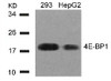 Western blot analysis of lysed extracts from 293 and HepG2 cells using 4E-BP1 (Ab-45) .
