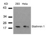 Western blot analysis of lysed extracts from 293 and HeLa cells using Stathmin 1 (Ab-38) .