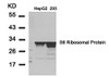 Western blot analysis of lysed extracts from HepG2 and 293 cells using S6 Ribosomal Protein (Ab-235) .