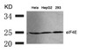 Western blot analysis of lysed extracts from HeLa, HepG2 and 293 cells using eIF4E (Ab-209) .