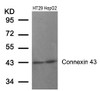Western blot analysis of lysed extracts from HT29 and HepG2 cells using Connexin 43 (Ab-367) .