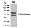 Western blot analysis of lysed extracts from 293 cells using p70 S6 Kinase (Ab-411) .