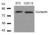 Western blot analysis of lysed extracts from 3T3 and C2C12 cells using Cortactin (Ab-466) .