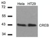 Western blot analysis of lysed extracts from HeLa and HT29 cells using CREB (Ab-129) .