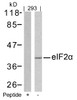 Western blot analysis of lysed extracts from 293 cells using eIF2&#945; (Ab-51) .