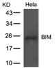 Western blot analysis of lysed extracts from HeLa cells using BIM (Ab-69) .
