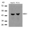 Western blot analysis of lysed extracts from HepG2 and PC12 cells using MEK1 (Ab-291) .