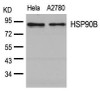 Western blot analysis of lysed extracts from HeLa and A2780 cells using HSP90B (Ab-254) .