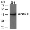 Western blot analysis of lysed extracts from 293 cells using Keratin 18 (Ab-33) .