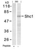 Western blot analysis of lysed extracts from HepG2 cells using Shc1 (Ab-427) .
