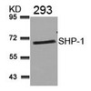 Western blot analysis of lysed extracts from 293 cells using SHP-1 (Ab-536) .